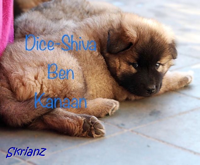 4.2021 - Shiva Dice
